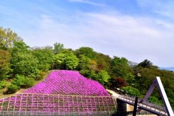 <p>Moss phlox flowers are blooming on both sides of Nishiyama Bridge which connects the eastern and western parts of the spacious Nishiyama Park.</p>