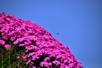<p>A blurry bee buzzing over pink moss flowers under the blue sky</p>