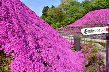 <p>Fully blooming pink moss phlox mountain in the foreground with the less open flowers of the eastern mountain in the backdrop</p>