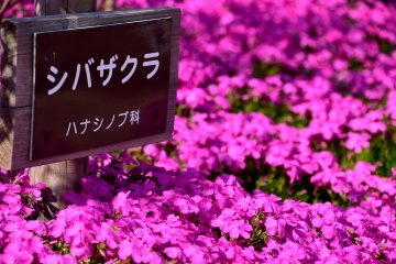 <p>The sign of moss phlox standing in the flowers. It's called 'Shiba-zakura' in Japanese, which literally means cherry blossoms on the lawn.</p>