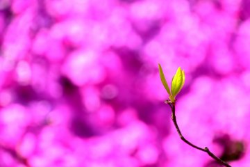 <p>Green leaves glowing in pink</p>