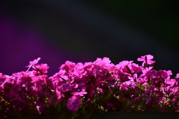<p>Pretty moss phlox flowers basking in the sun</p>