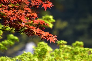 <p>Red and green leaves in spring</p>