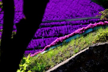 <p>Pink moss phlox looks purple in shadow</p>