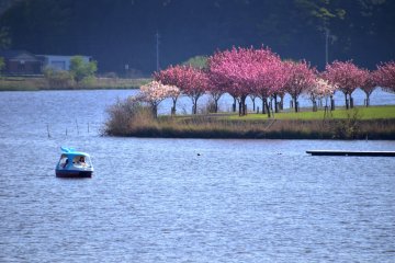 <p>View of the dolphin-shaped boat and yae-zakura cherry trees in the park seen from the foot of the Iris Bridge</p>
