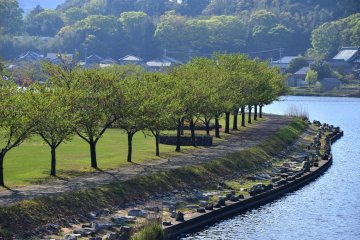 <p>A line of trees surrounding the park viewed from Iris Bridge</p>
