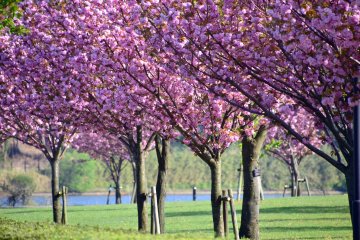 <p>A line of yae-zakura cherry trees in full bloom along the walking path in the park</p>