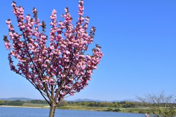 <p>Fully blooming yae-zakura cherry tree under the blue sky</p>