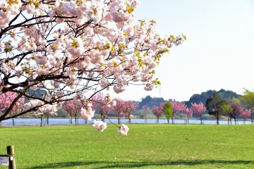 <p>Looking at the spacious lawn decorated with pretty cherry blossoms in the lake park</p>