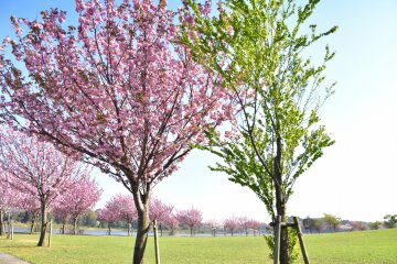 <p>Brilliant harmony of pink and green under the shining sun</p>