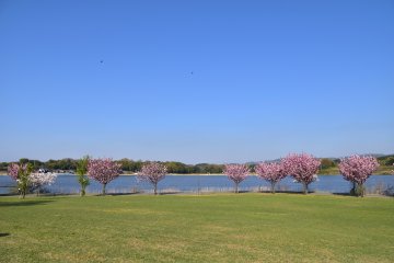 <p>Birds flying in the blue sky looking down at the lovely scenery of blue lake and pink cherry blossoms.</p>