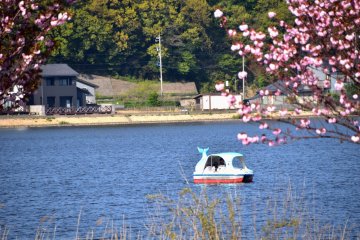 <p>Dolphin boat in the lake decorated with cherry trees</p>