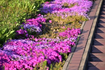<p>Pink and pale violet moss phlox flowers beside the stairs</p>