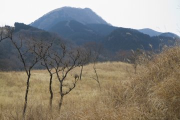 <p>Evergreens cover other mountain slopes</p>
