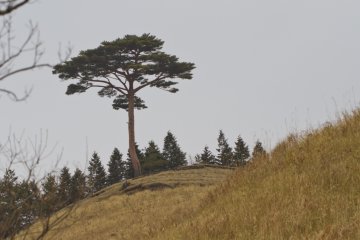 <p>A few scattered, lonely trees catch your eye</p>