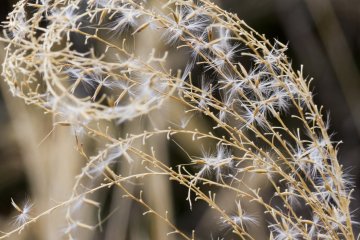 <p>Grasses up close&mdash;only a few seeds left at the end of winter</p>