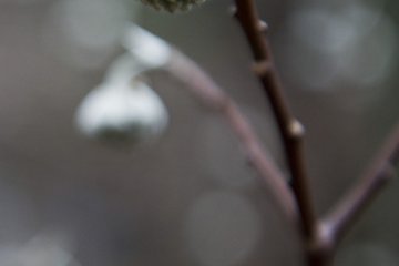 <p>These plants are plentiful in February</p>