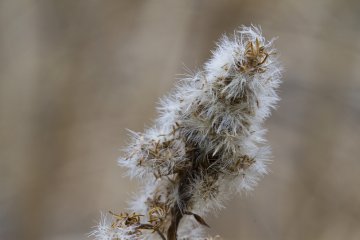 <p>More grasses</p>