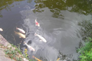 Koi