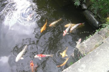 Ornamental Carp