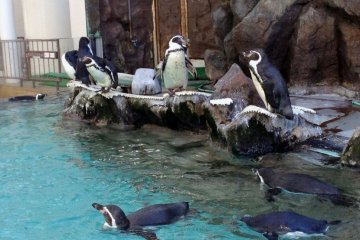 Second Oldest Aquarium to Close