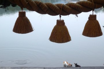 <p>Cats come here in the evenings to be fed by friendly locals</p>