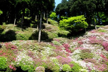 Azaleas at Daikozen Temple