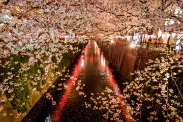 Le Printemps à Naka-Meguro