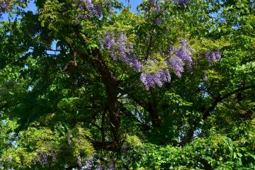 Wisteria mekar di alam liar 