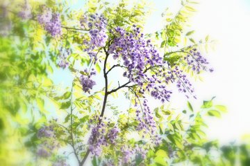 Wisteria liar menari di sinar matahari