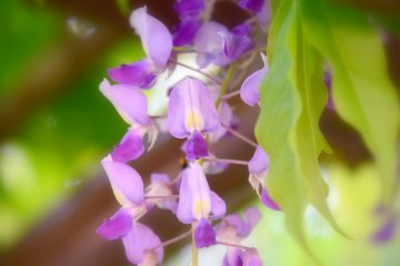 Wisteria yang cantik pada sinar matahari yang lembut