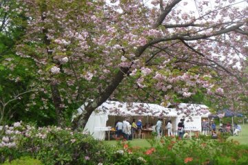 <p>The blossoms look lovely</p>