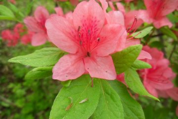 <p>This is probably an azalea-rhododendron</p>