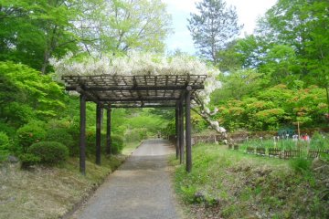 <p>The wisteria arbor is very impressive in May</p>