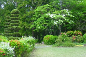 <p>There's even some topiary, probably a Japanese (or hinoki) cypress</p>