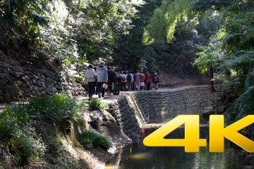 Take A Tour of Tokyo's Todoroki Valley