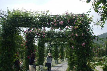 <p>May is the rose festival where a variety of 1,0000 different types of flowers can be seen. There are 1110,000 flowers on display in total.</p>