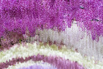 <p>Millions and millions of blossoms</p>