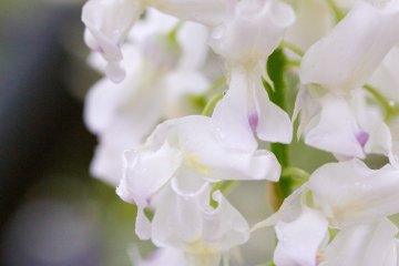 <p>White wisteria blooms</p>