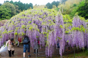 <p>One of the wisteria domes</p>