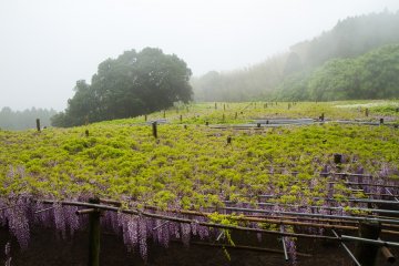 <p>The large trellis; wisteria vines have leaves above, flowers hanging below</p>