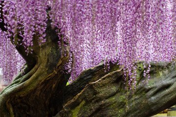 <p>One of the oldest vines, magnificently twisted</p>