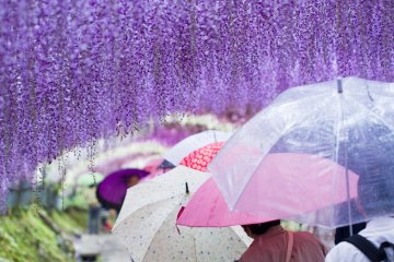 <p>The rain doesn't hold the crowds back</p>
