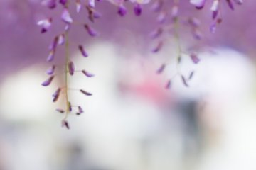 <p>The flowers reach down to you</p>