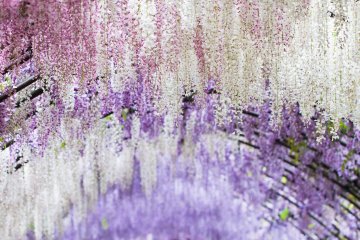 <p>Converging wisteria vines in the tunnels create wispy watercolor scenes</p>