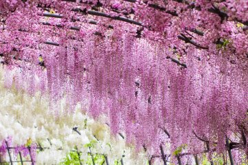 Kawachi Wisteria Tunnels Experience