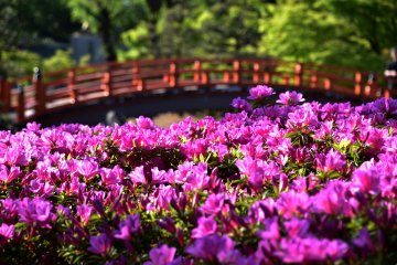 Pleine floraison des azalées roses et pont vermillon sur l'étang