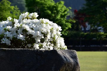 Des azalées blanches sur un rocher