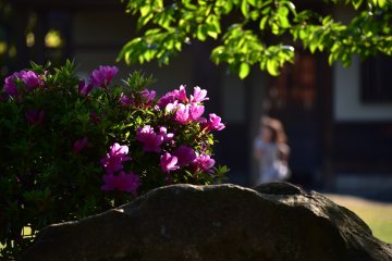 Des azalées et des feuilles vertes dans l'ombre et une fille courant sous le soleil