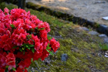 Des azalées rouges dans un coin du parc